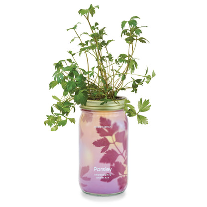 Modern Sprout - Herb Garden Jar